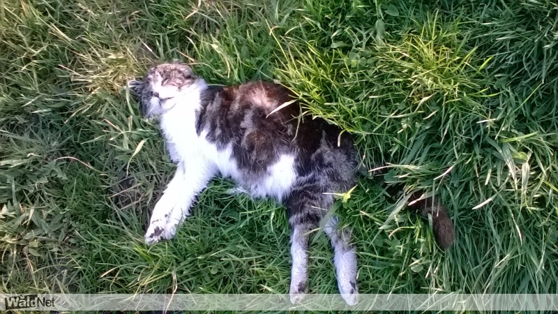 Dode kat gevonden Vermist Verloren
