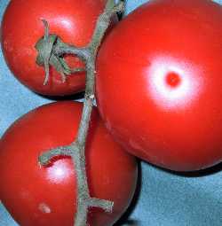 Tomatendief staat er gekleurd op