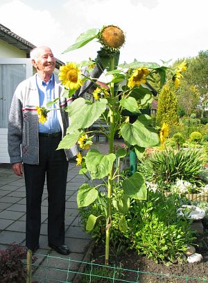 12-koppige zonnebloem op Merelhof