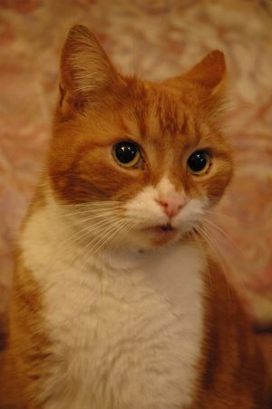Drachten: Kat geraakt met  luchtbuks