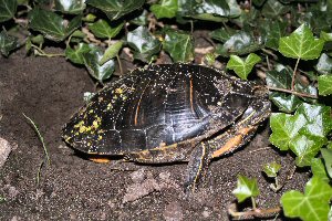 Schildpad legt eieren in tuin Tijnje