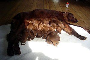 Ierse Setter baart 16 puppies in Garyp