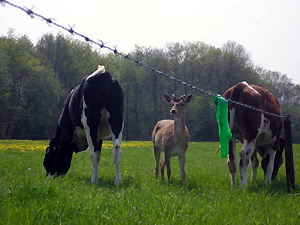 Hert trekt op met koeien in weiland