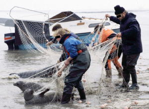 Zeehondencréche tegen dierproeven