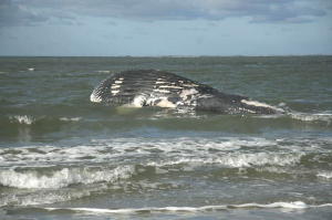 Walvis op strand Ameland