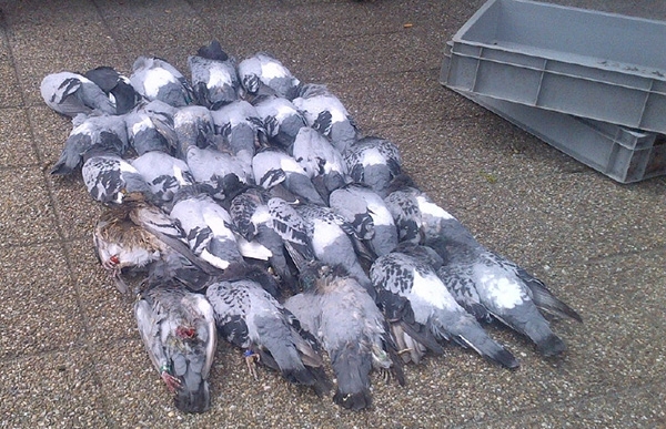 Politie treft 28 dode duiven aan in Dokkum