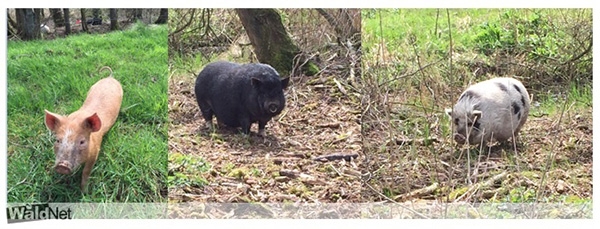 Drie varkens 'gedumpt' in natuurgebied