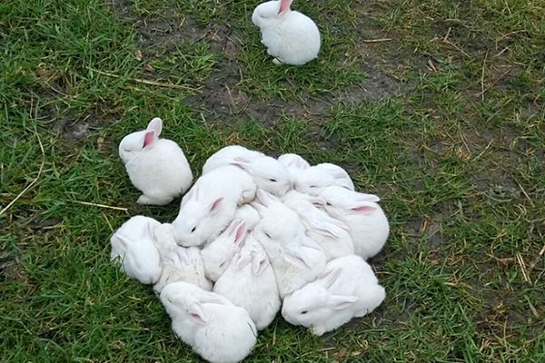 Tientallen konijnen gedumpt in Lauwersmeer-gebied