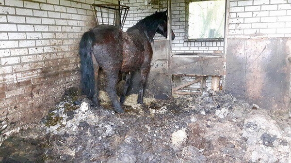 Pony's kwijnden weg in zwaar vervuilde stallen