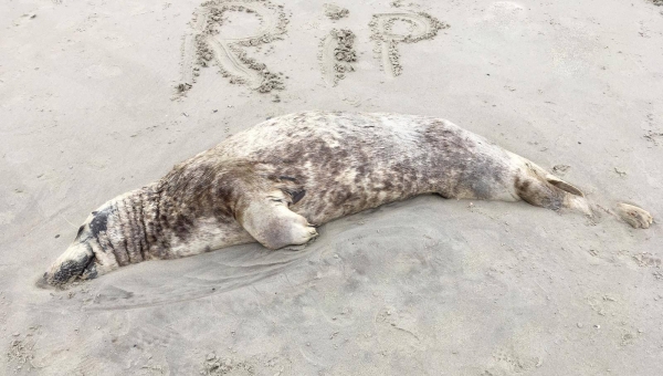 Dode zeehonden aangetroffen op Amelander strand