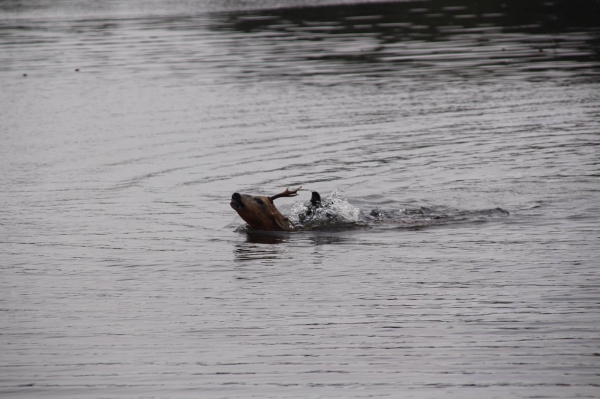 Reebok doodgebeten door loslopende hond