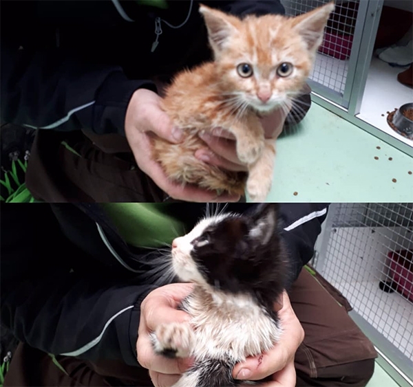 Kittens gedumpt in kliko in Kootstertille