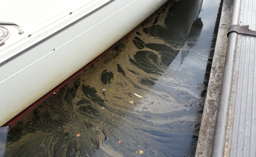 Olie: dode vissen in haven van Rottevalle