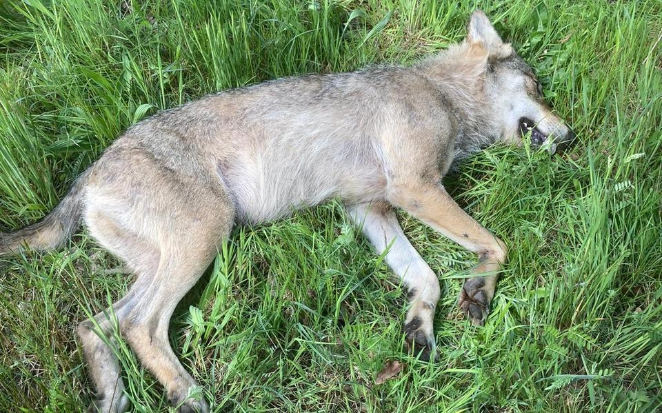 Dode wolf gevonden langs N381