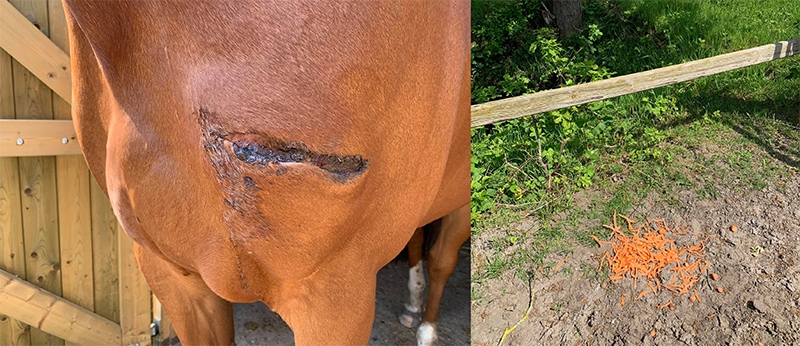 Paard mishandeld in Lippenhuizen