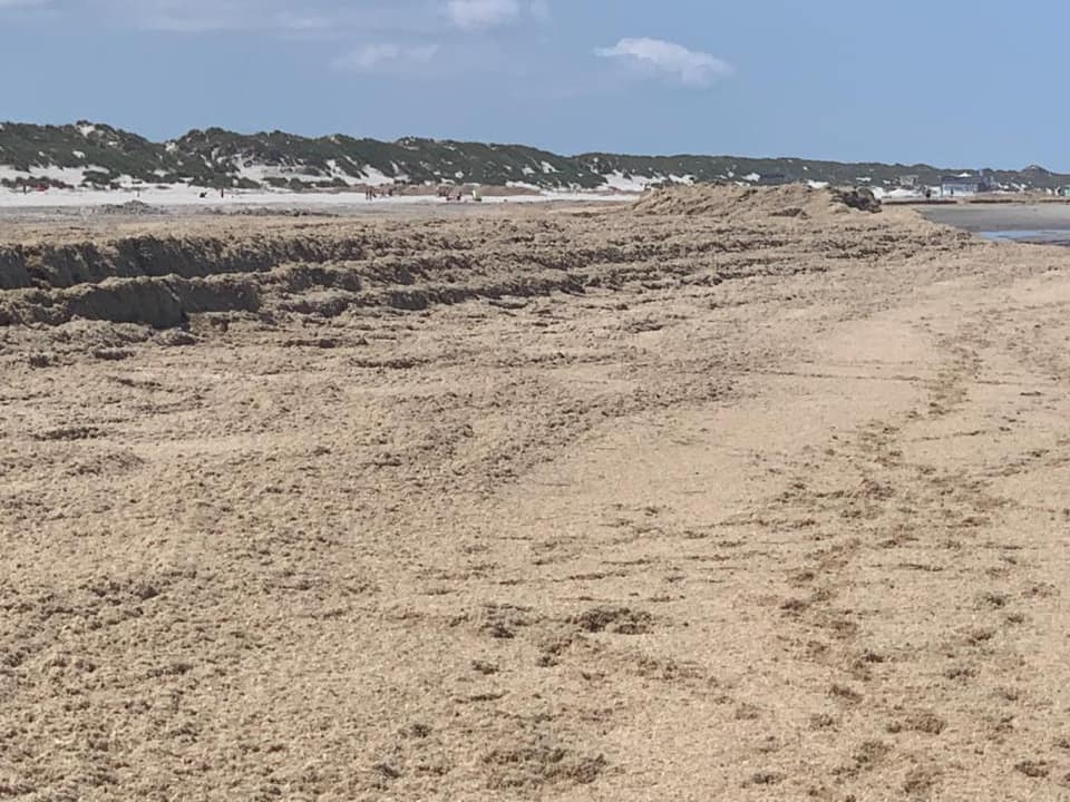 Stinkdiertjes teisteren strand van Ameland