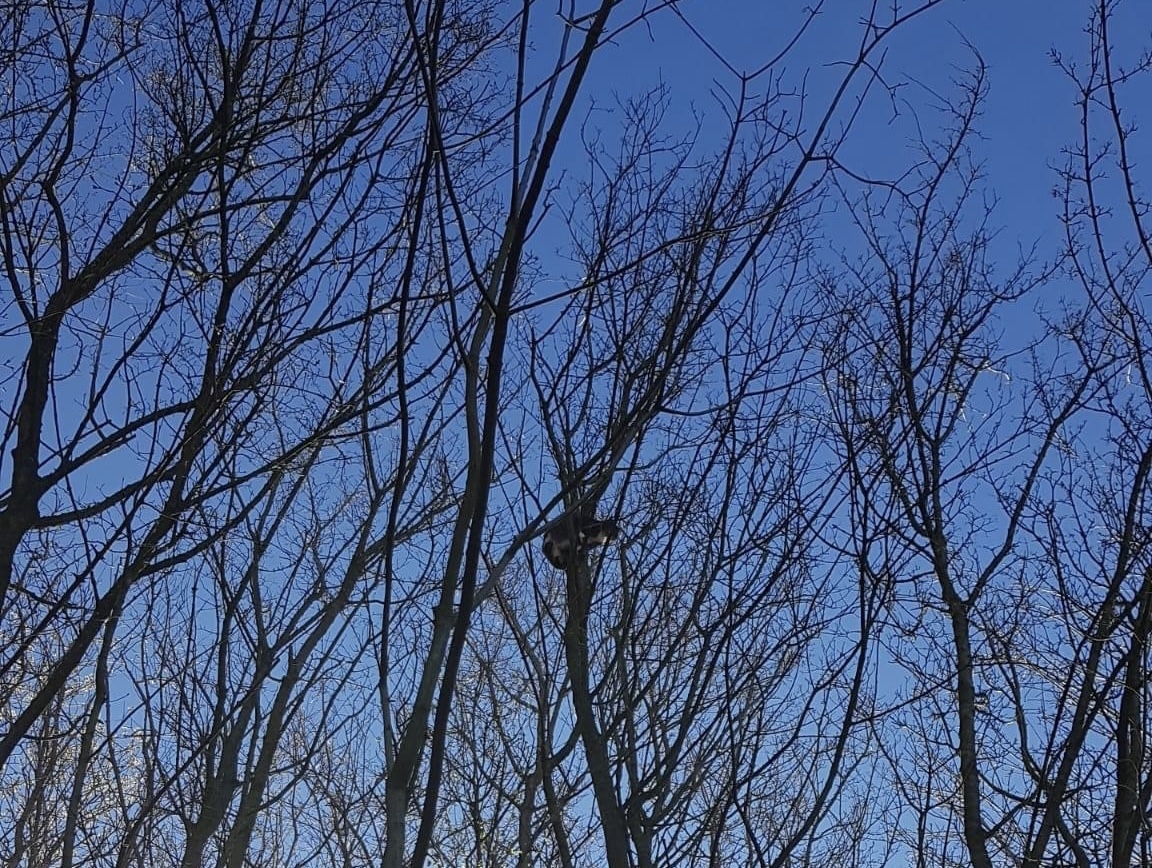 Kat zit vast in boom in Oosterwolde