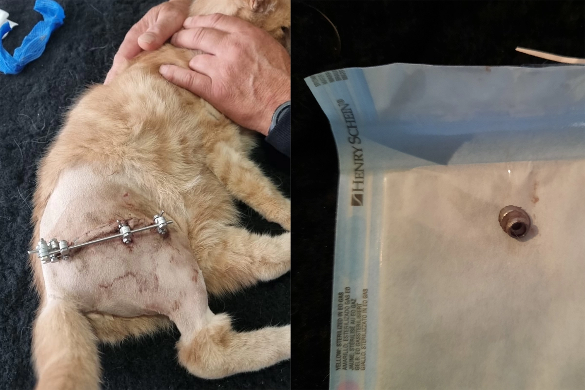 Kat beschoten met luchtbuks in Drachten