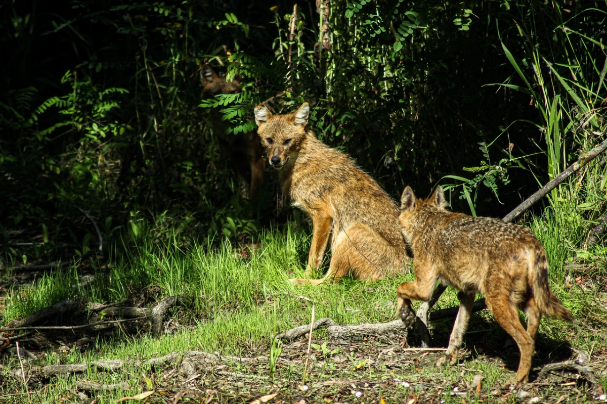 Niet de wolf maar een goudjakhals doodde schaap in Ljussens