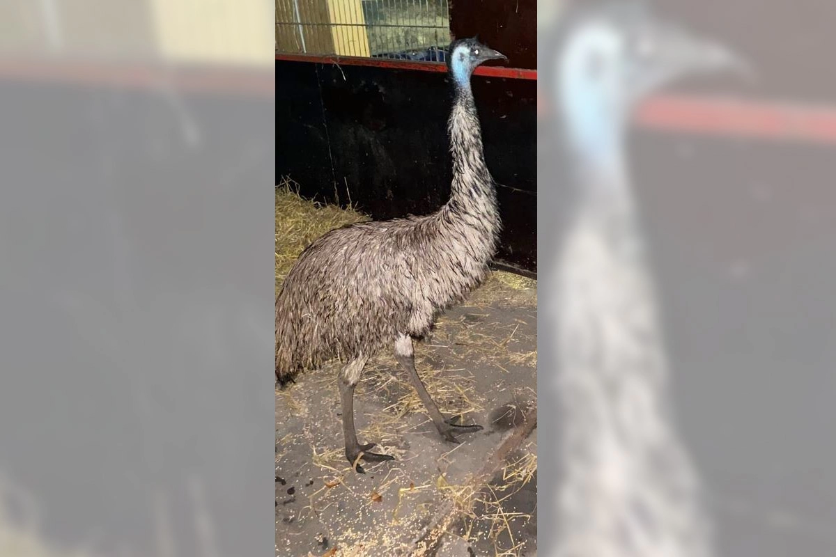 Pino de emoe ontsnapt uit Rottevalle