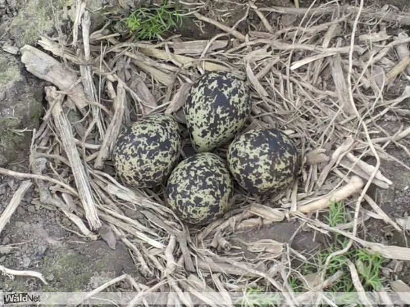 Boer rijdt tijdens uitrijden van mest nest met eieren aan flarden