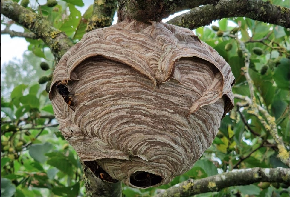 Nesten Aziatische hoornaar in Jubbega succesvol verwijderd