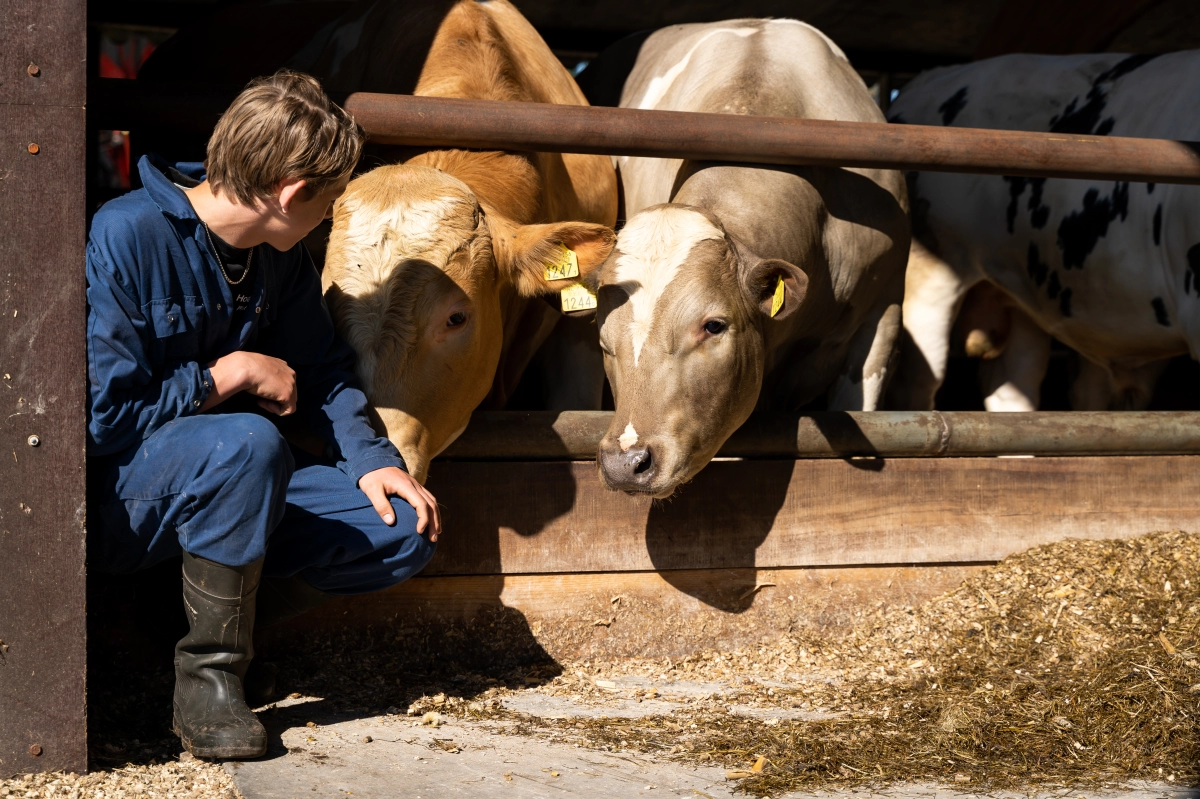 In Friesland kiezen meer jongeren voor veehouderij-opleiding
