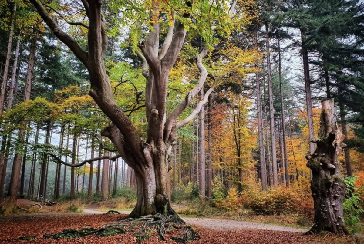 Herfst fotowedstrijd: win 75 euro met de mooiste herfstfoto