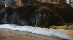 Een van twee gedumpte honden op Ameland ingeslapen