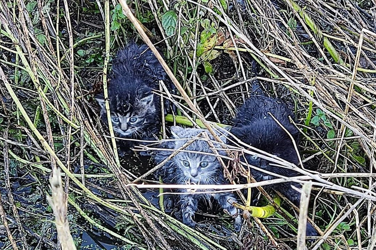 Drie jonge katjes gedumpt op Ameland