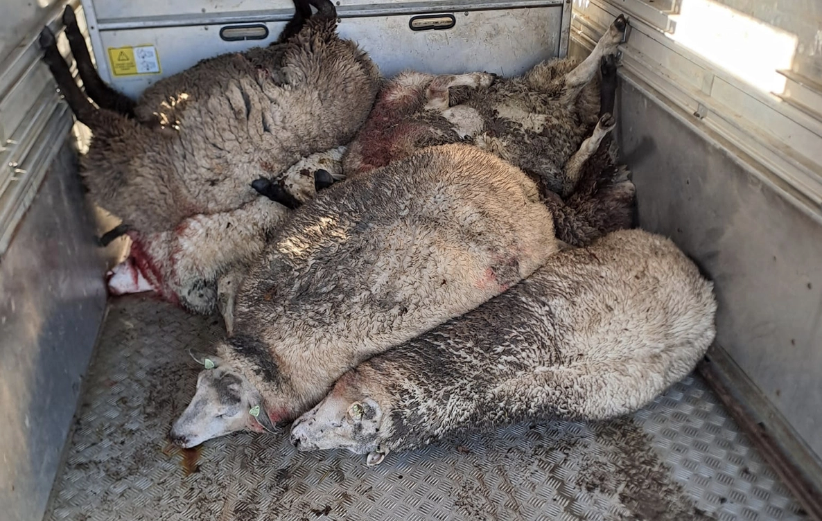 Dode schapen door aanval van wolf in Jubbega