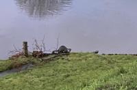 De otter ook al regelmatig gezien bij bolwerken in Dokkum