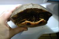 Verdwaalde schildpad gered van Drachter straat