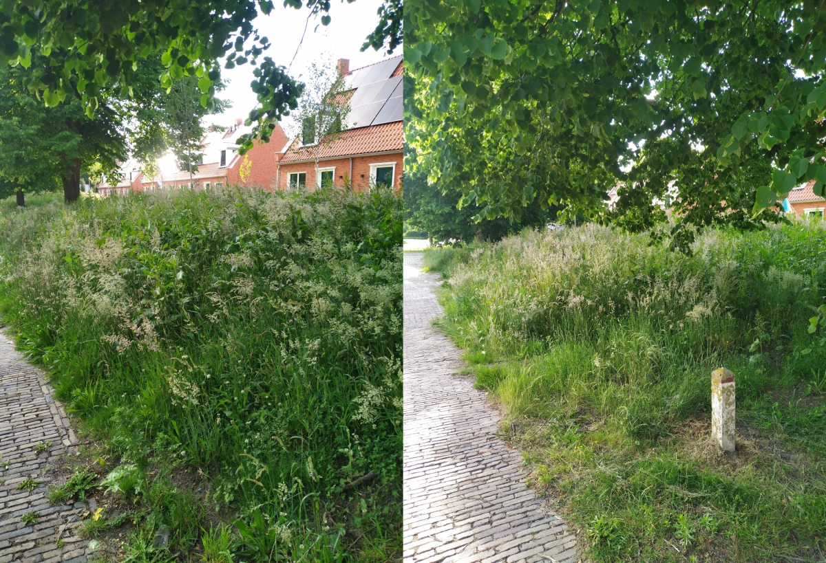 WoonFriesland is ook niet blij met 'te' biodiverse tuinen