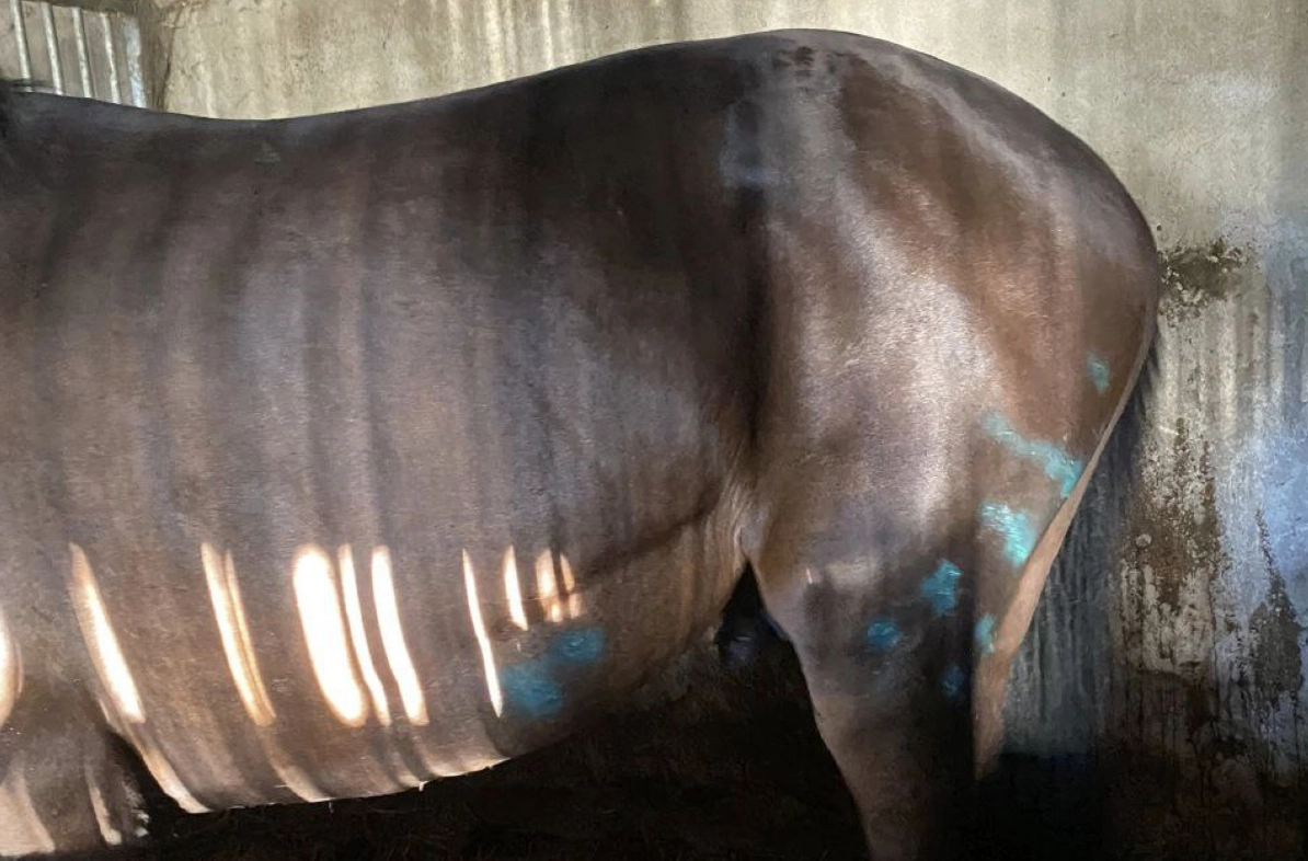 Paard van paardenmanege aangevallen door onbekend dier