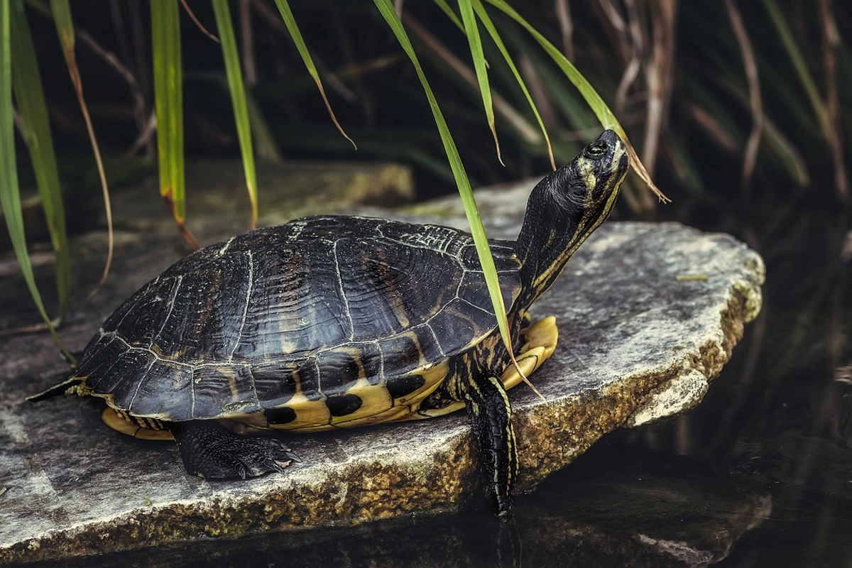 Schildpaddenopvang Harkema kondigt tijdelijke stop aan