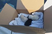 Kittens gedumpt op bietenplaats in Ternaard