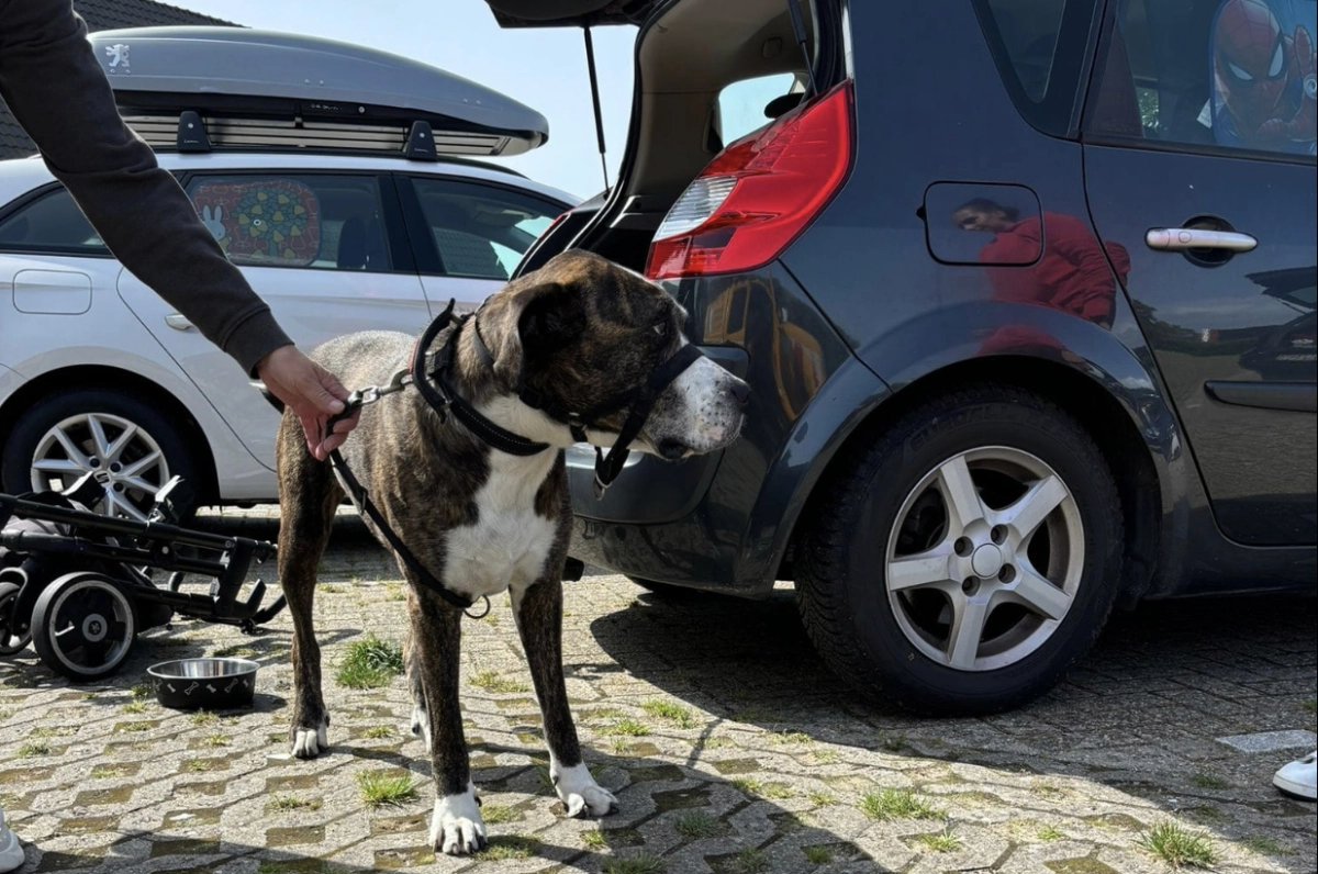 Hond zit meer dan drie uur in warme auto