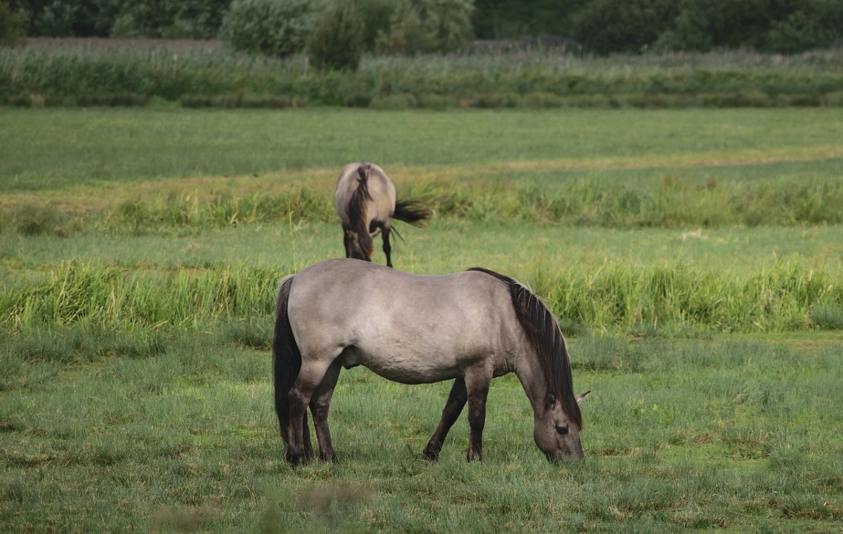 'Komst Konikpaarden brengt landbouw in Noardeast in gevaar'