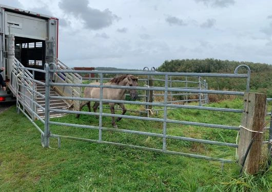 Gemeente wil dat konikpaarden weer vertrekken