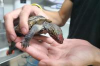 Moerasschildpad gewond en onderkoeld aangetroffen op snelweg